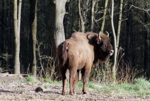 żubry, dzierżawa łąk, Białowieski Park narodowy, Narodowy Fundusz Ochrony Środowiska, konkurs