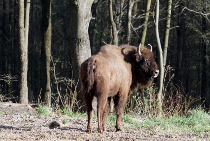żubry, dzierżawa łąk, Białowieski Park narodowy, Narodowy Fundusz Ochrony Środowiska, konkurs