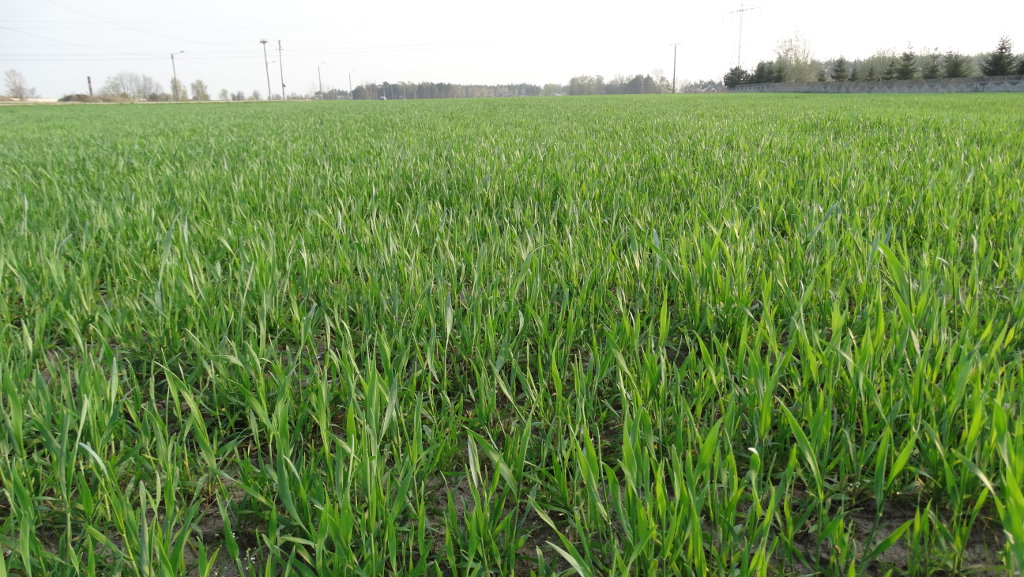 Amerykański Departament Rolnictwa, zbiory zbóż na świecie, zboża paszowe