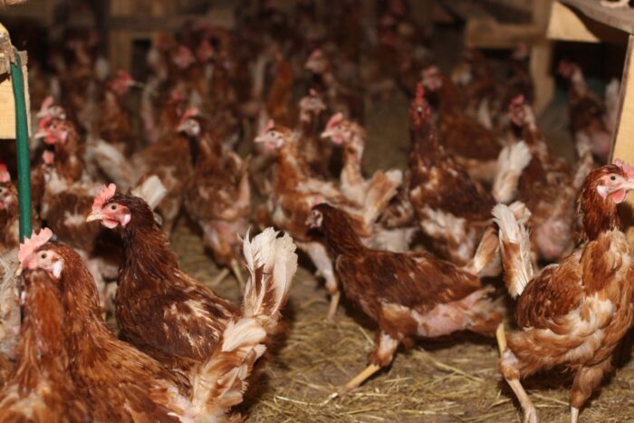 grypa ptaków, ferma niosek, Kiełpiny, powiat wolsztyński, tomasz stube