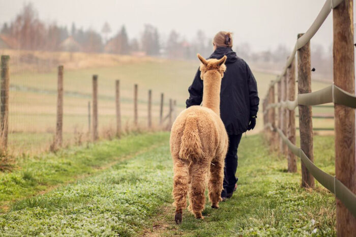 alpaki opieka Camelidynamics