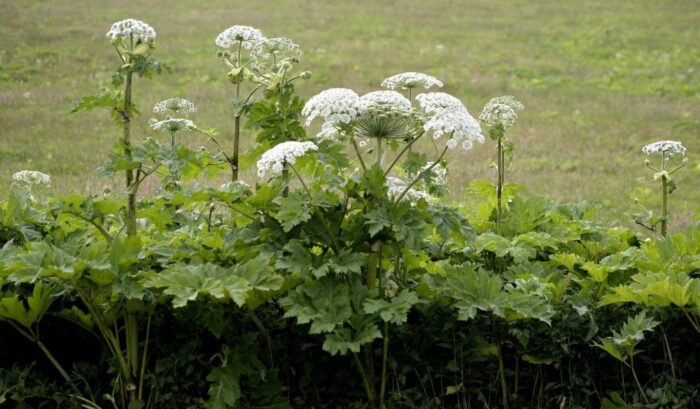 Barszcz Sosnowskiego, małopolska, uniwersytet rolniczy w krakowie, kraków