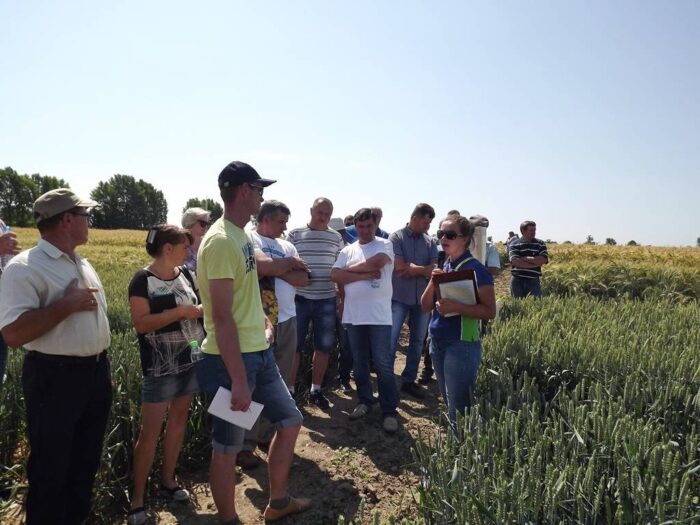 Dzień Pola w Bezku, COBORU, Bezek, nowe odmiany, rolnictwo, lubelskie, powiat chełmski