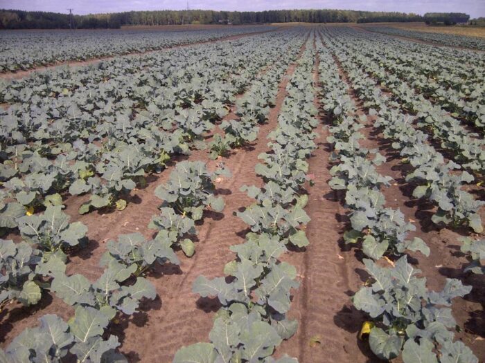 brokuł, brokuły, warzywa, mrożone warzywa, zakupy, żywność, zdrowie, witaminy