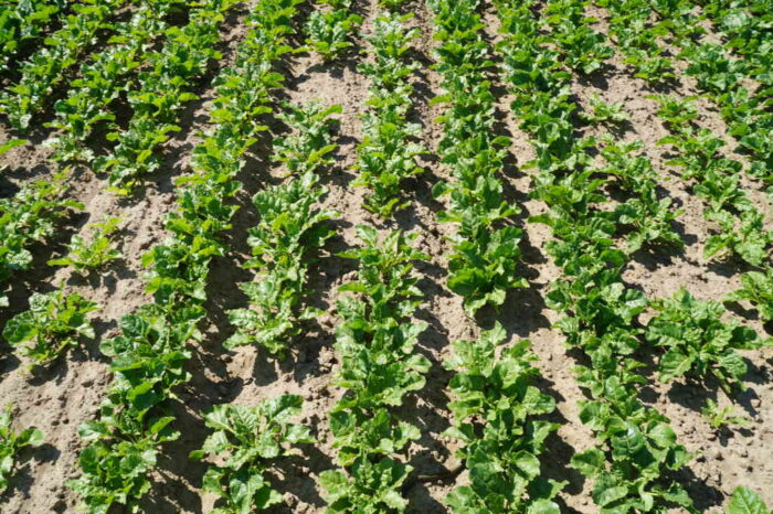 buraki cukrowe, susza, kondycja buraka cukrowego, przymrozki, piętrowe wschody buraka cukrowego, KZPBC, Rafał Strachota,
