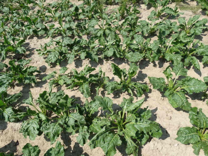 buraki cukrowe, cukier, produkcja, uprawa buraków, ministserstwo rolnictwa, Krzysztof Jurgiel