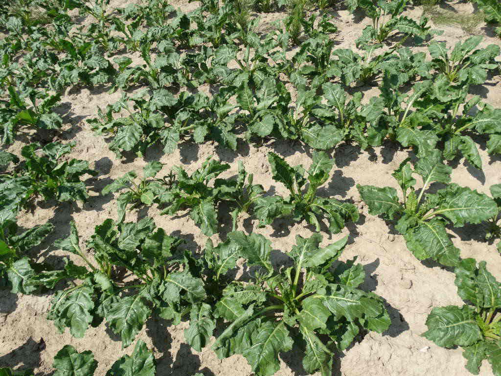 buraki cukrowe, cukier, produkcja, uprawa buraków, ministserstwo rolnictwa, Krzysztof Jurgiel