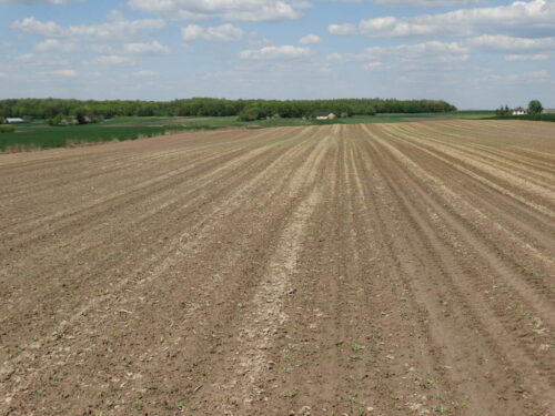 buraki, burakochwasty, plantacja, Sahryń