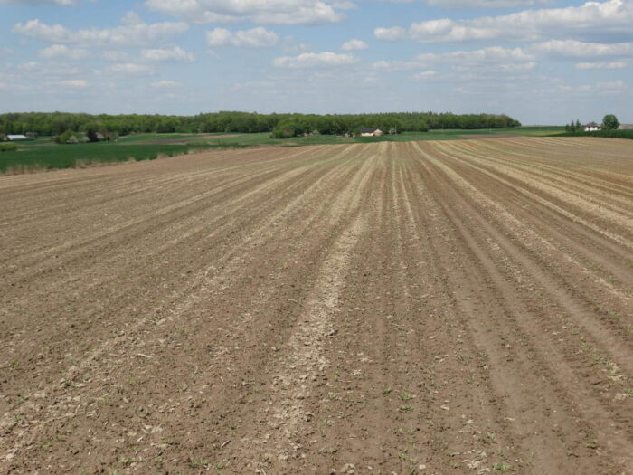 buraki, burakochwasty, plantacja, Sahryń