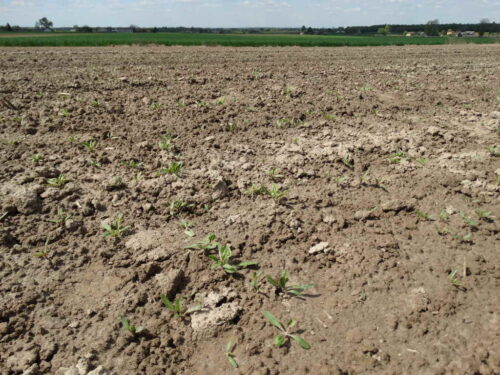 buraki, burakochwasty, plantacja, Sahryń