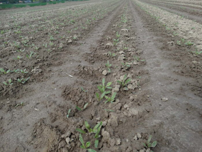 środki ochrony roślin, walka z chwastami, Izba Rolnicza Województwa Łódzkiego, Desmedifam