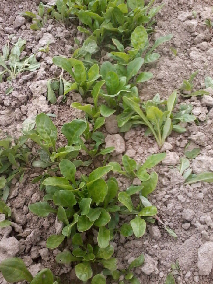 buraki, burakochwasty, plantacja, Sahryń