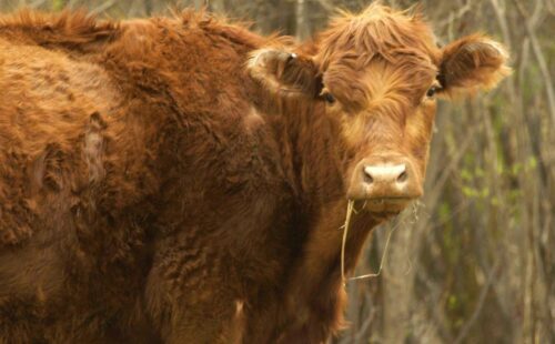 kanada, ontario, prowincja alberta, Justin Trudeau