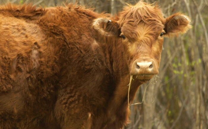 kanada, ontario, prowincja alberta, Justin Trudeau