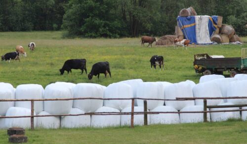 bydło, krowy mleczne, pastwisko, mleko, żywienie, porady, zielonka pastwiskowa, żywienie pastwiskowe