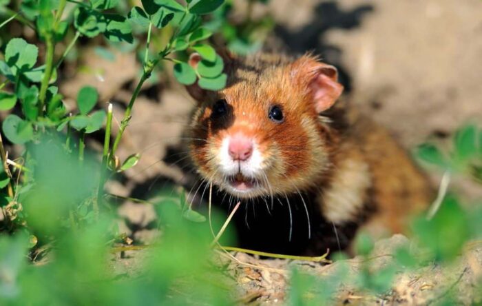 chomiki, Jaworzno, śląskie, chomik europejski, ssak, Czechy, ginąca populacja