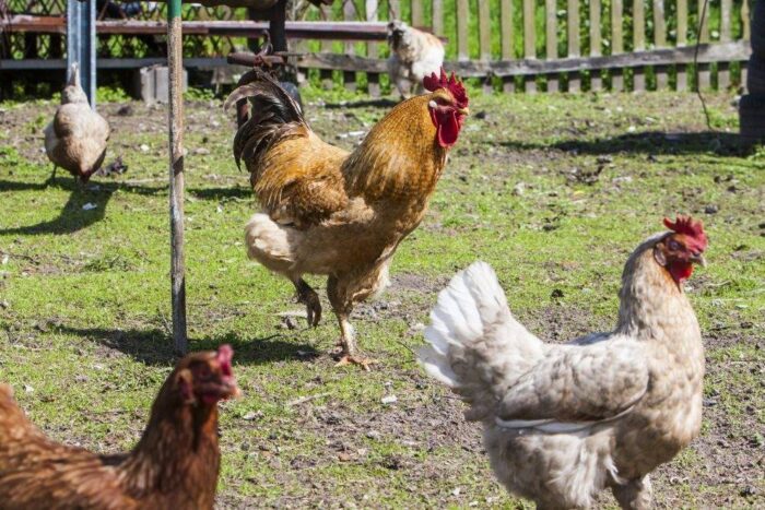 produkcja drobiu, rynek mięsa, komisja europejska