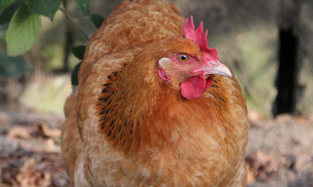 produkcja drobiu, rynek mięsa, komisja europejska