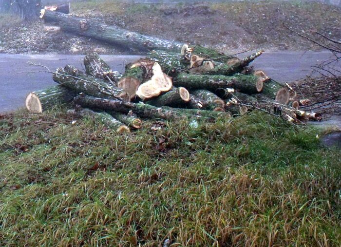 wycinka drzew, wycinka krzewów, krir, krajowa rada izb rolniczych