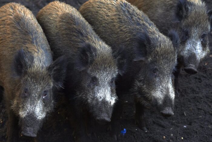 odstrzał dzików, limity odstrzałów dzików, koła łowieckie