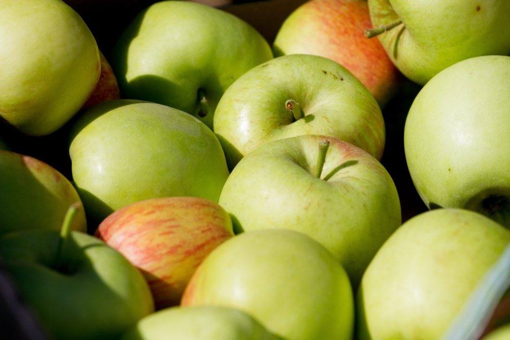 jabłka, owoce, eksport, Kanada, współpraca gospodarcza, żywność