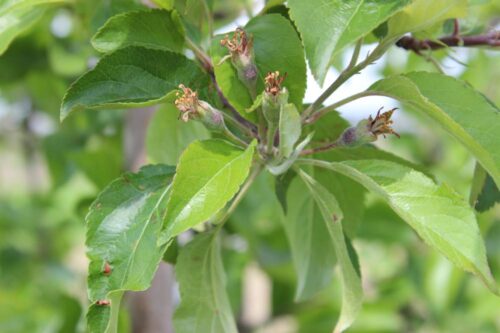 parch jabłoni, owoce, sad, sadownictwo, silne opady deszczu, truskawki, gruszki