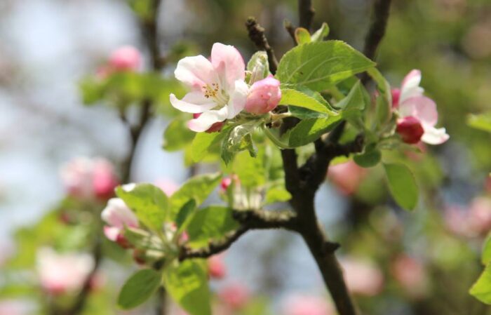 parch jabłoni, owoce, sad, sadownictwo, silne opady deszczu, truskawki, gruszki