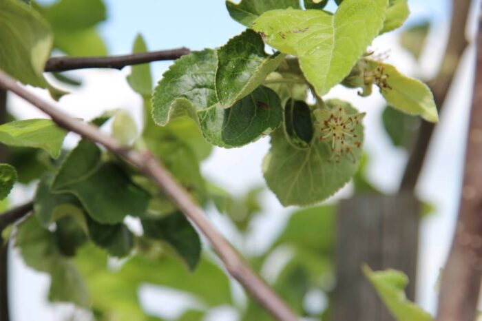 parch jabłoni, sad, sadownictwo, choroby, truskawki, owoce, porady, ochrona