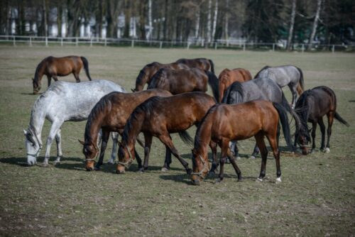 zbigniew babalski, aukcja koni, pride of poland, janów podlaski