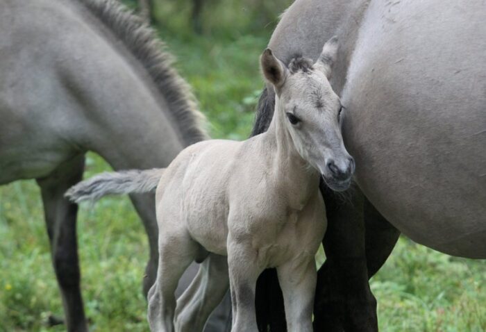 koniki polskie, Biebrzański Park Narodowy, Ośrodek Hodowli Zachowawczej i Rehabilitacji Zwierząt