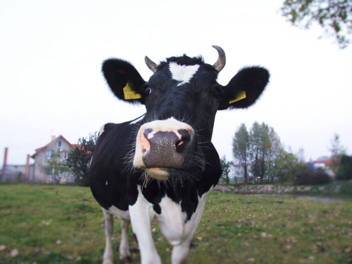 krowy mleczne, nonGMO, pasze bez GMO, GMO