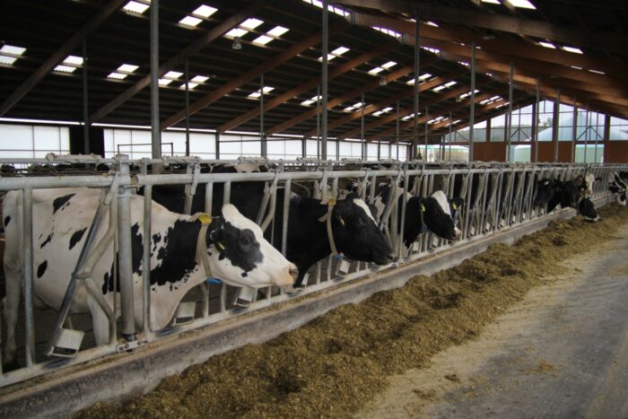 korowy pogłowie obora