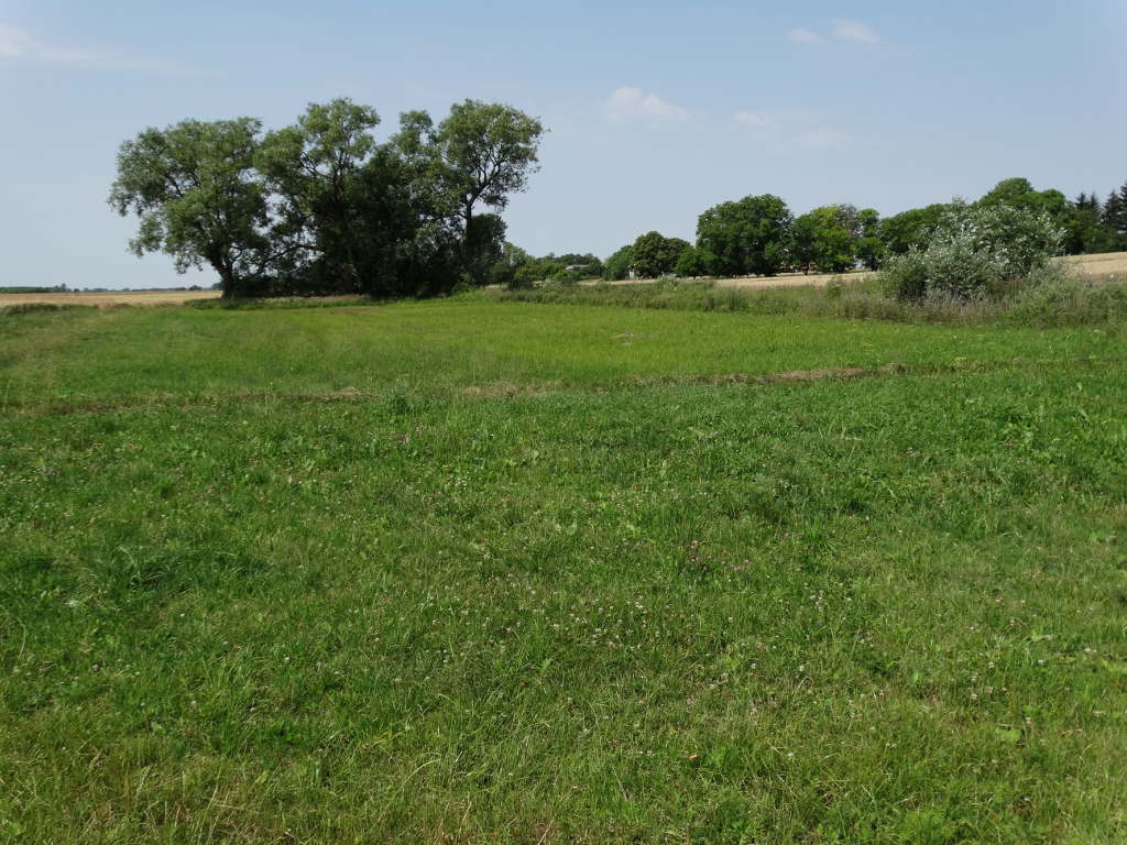 trawa, łąka