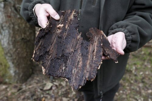 leśnictwo, Ministerstwo Nauki i Szkolnictwa Wyższego, studia