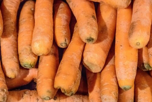 marchew, genom marchwi, dna marchwi, Dariusz Grzebelus