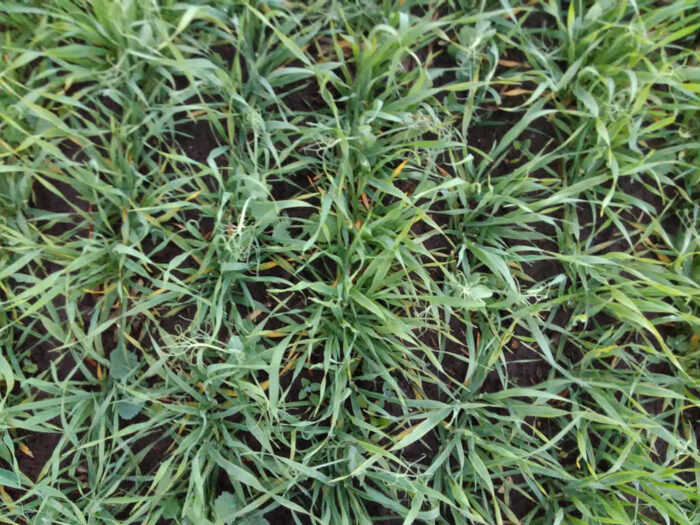 mieszanka zbożowo-strączkowa, plantacja, Szczutowo