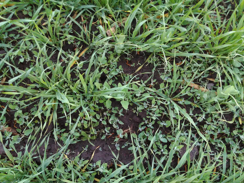 mieszanka zbożowo-strączkowa, plantacja, Szczutowo