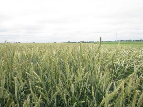 ziemia, grunty rolne, ziemia dla cudzoziemców, mswia, cudzoziemiec