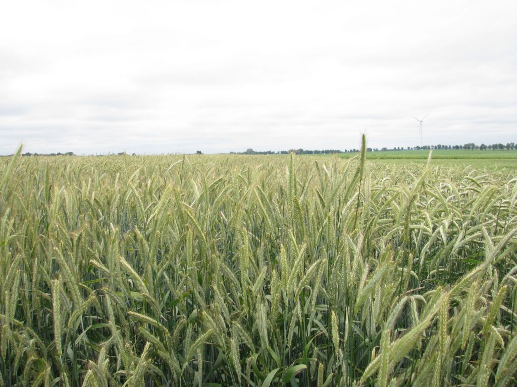 ziemia, grunty rolne, ziemia dla cudzoziemców, mswia, cudzoziemiec