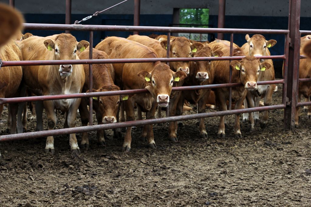 Wojciech Styburski, opasy, bydło mięsne, specjalizacja produkcji, buhaje, limousine, angus, odsadki, cielęta, mamki