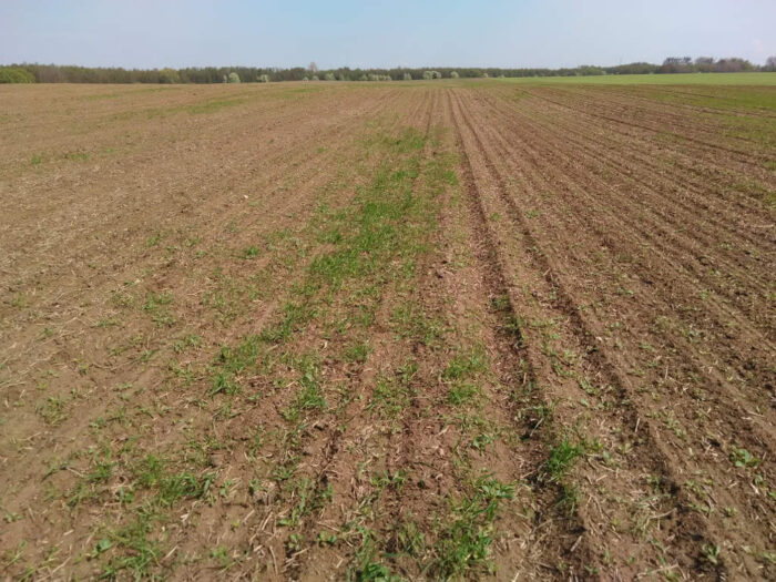 perz, chwasty, buraki, plantacja, zachwaszczenie, Szczutowo