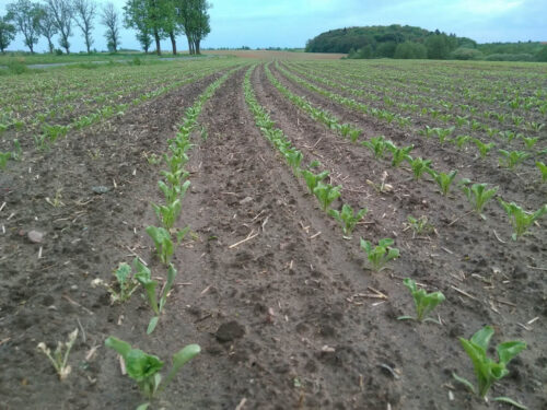 ustawa o kształtowaniu ustroju rolnego, kowr, kupno ziemi, sprzedaż ziemi, nieruchomości rolne