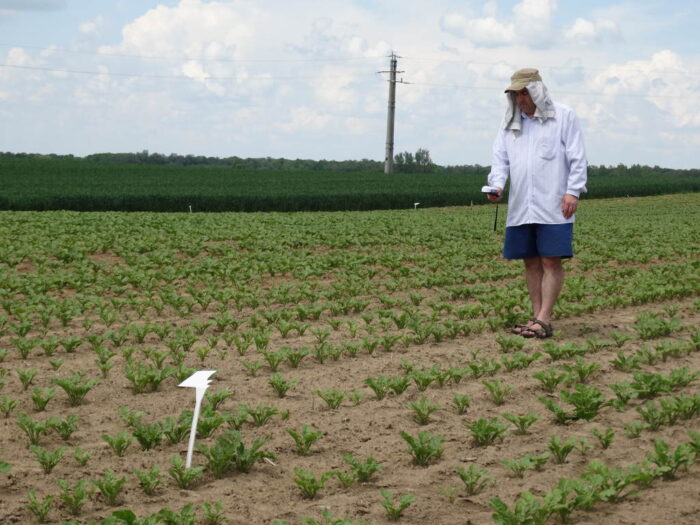 buraki, NDVI, Sahryń