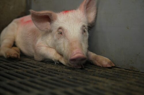 prosięta, Dania, trzoda chlewna,charłak