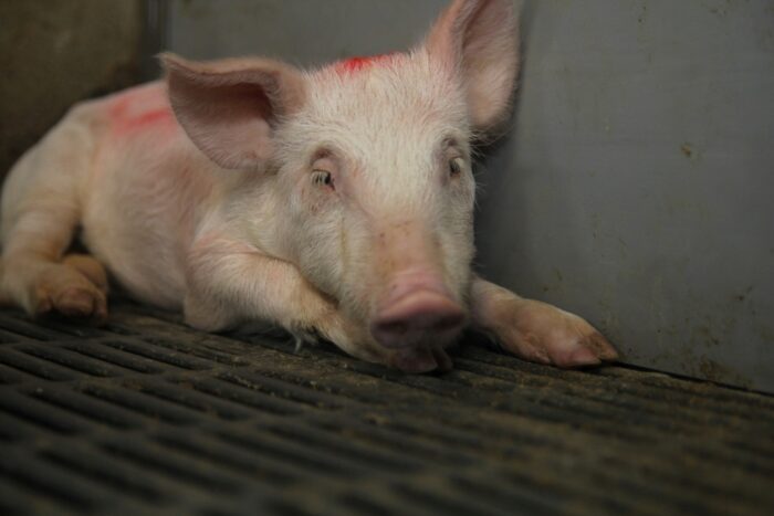 prosięta, Dania, trzoda chlewna,charłak