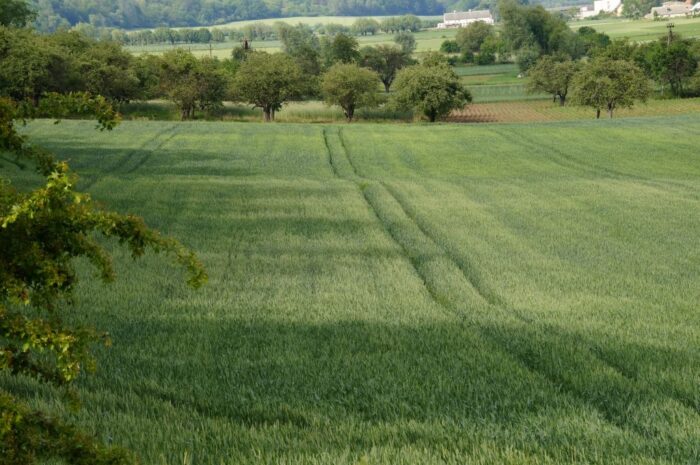 plonowanie zbóż, mars, plony zbóż, pszenica, kukurydza, jęczmień