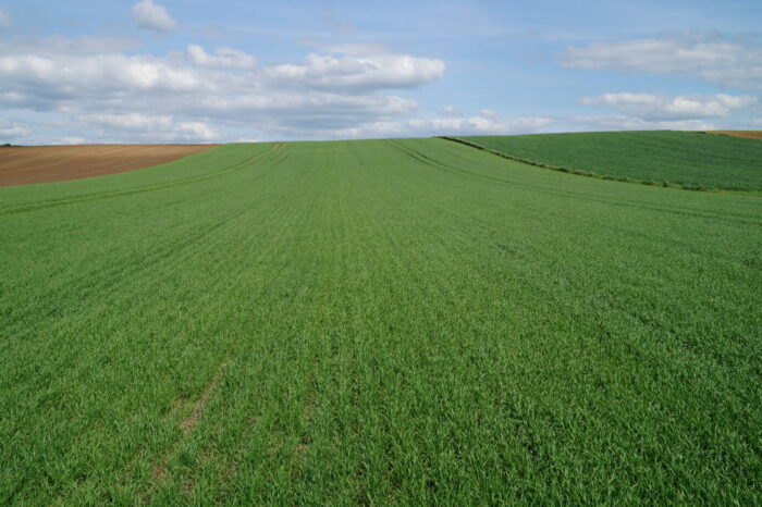 zboża jare, pszenica jara, plantacja, Brodzica