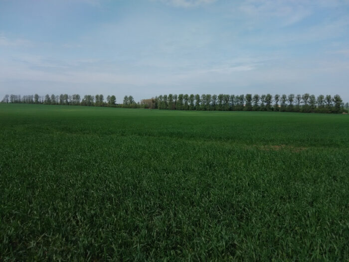 pszenżyto ozime, plantacja, kondycja roślin, Szczutowo