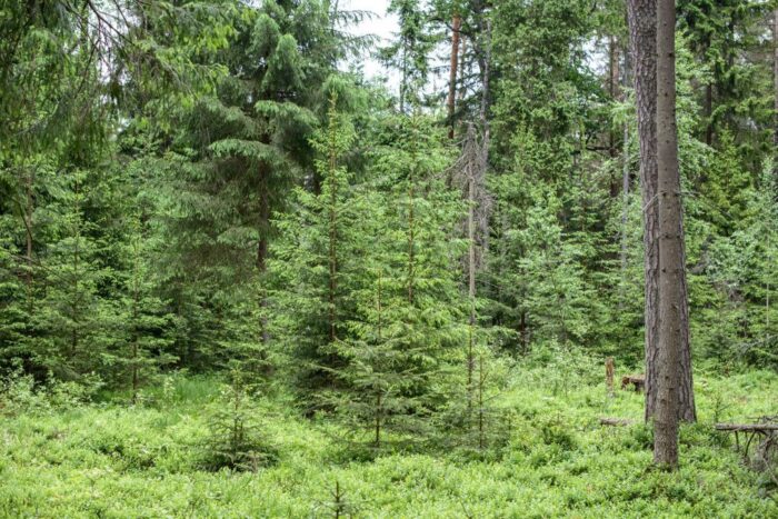 wycinka puszczy białowieskiej, puszcza białowieska, komisja europejska, jan szyszko