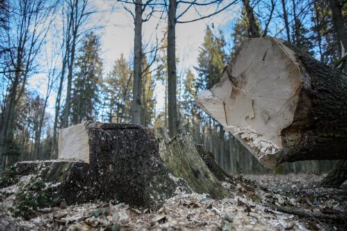 wycinka puszczy białowieskiej, puszcza białowieska, komisja europejska, jan szyszko